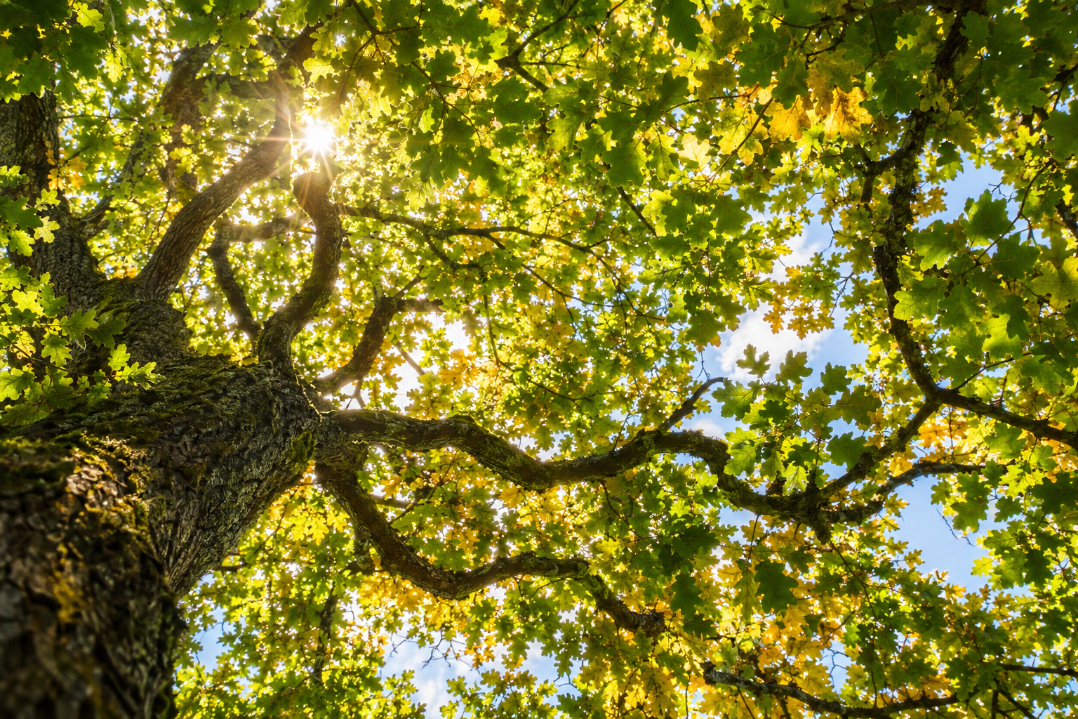 Sunlight through oak leaves